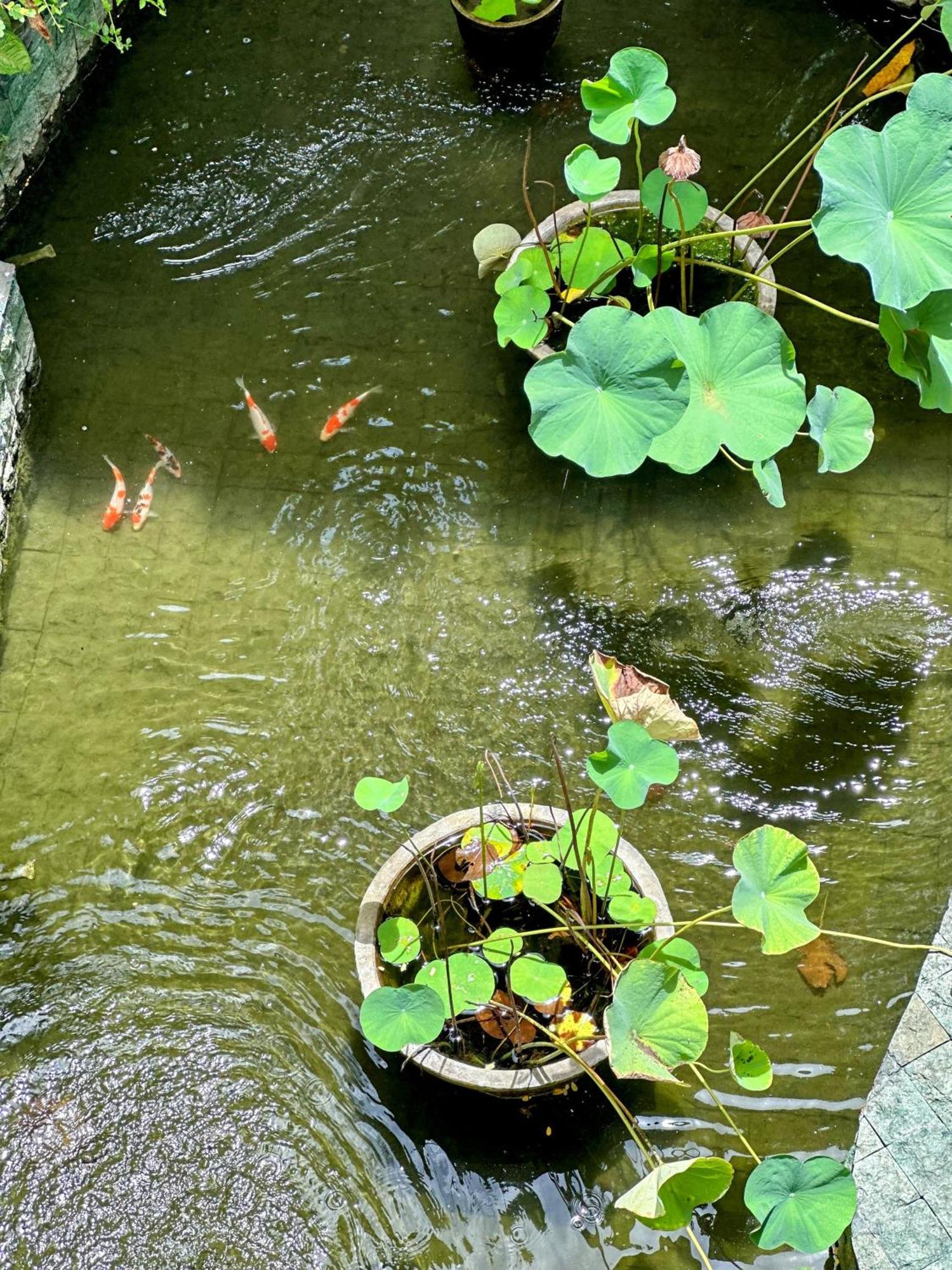 Sattva Yoga Retreat Villas Canggu Eksteriør billede
